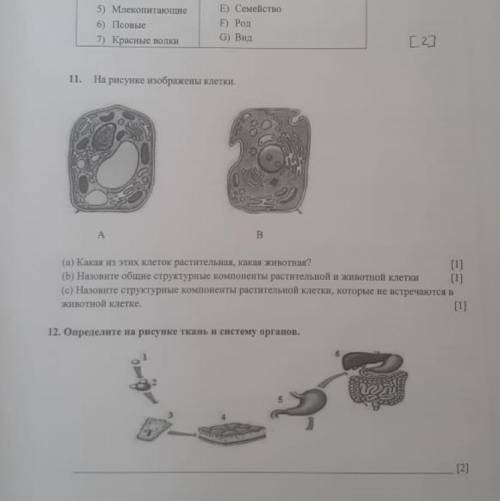 На рисунке изображены клетки а) какая из этих клеток растительная , какая животная