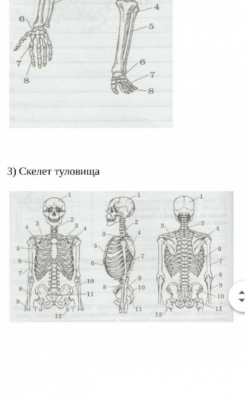 Запиши названия всех костей, обозначенных цифрами на рисунках (прикрепленный файл): 1) череп - стави