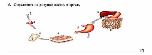 Определите на рисунке клетку и орган. [2]