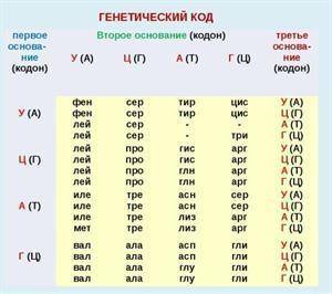 Установи, какими триплетами в молекуле ДНК кодируется аминокислота аланин: 1) ААА, ААГ 2) АТА, АТГ 3