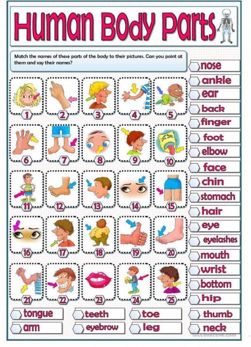 match the names of these parts of the body to thell pictures con you painyэ