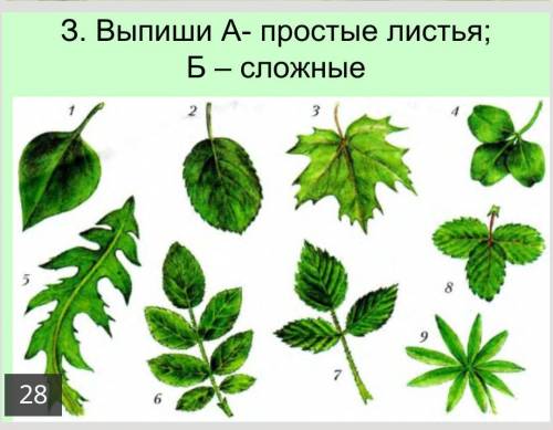 Биология легко по группам распределить​