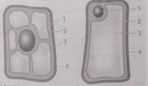 В чём заключается различие в строении этих клеток? ​