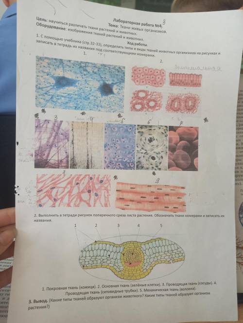по биологии 6кл Л-р3 Тема: Ткани живых организмов Цель: науч. Различать ткани растений и животных