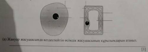 Жануар жасушасында кездезпейтін өкімдік жазушысының кұрылындарын атаңыз​