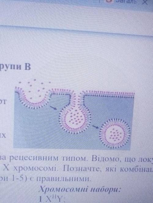 Рассмотрите рисунок и определите: 1.1. это процесс экзоцитоза (А) или эндоцитоза (Б);1.2. это активн