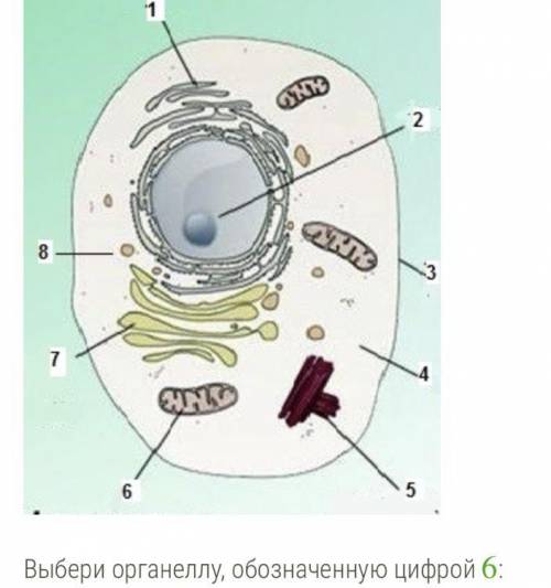 Выбери органеллу, обозначенную цифрой 6: