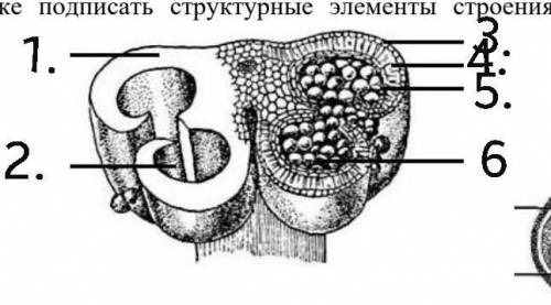 нужно подписать строение пыльника цветка​