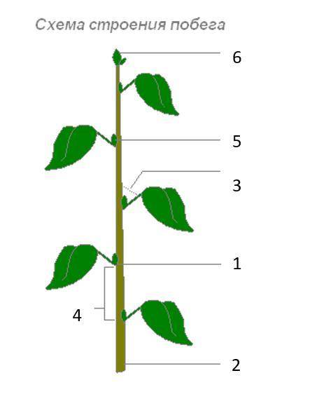 Вопрос Осевая часть побега обозначена номером Укажите правильный вариант ответа: 4 3 2 5