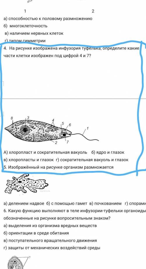 4. На рисунке изображена инфузория туфелька, определите какие части клетки изображен под цифрой 4 и