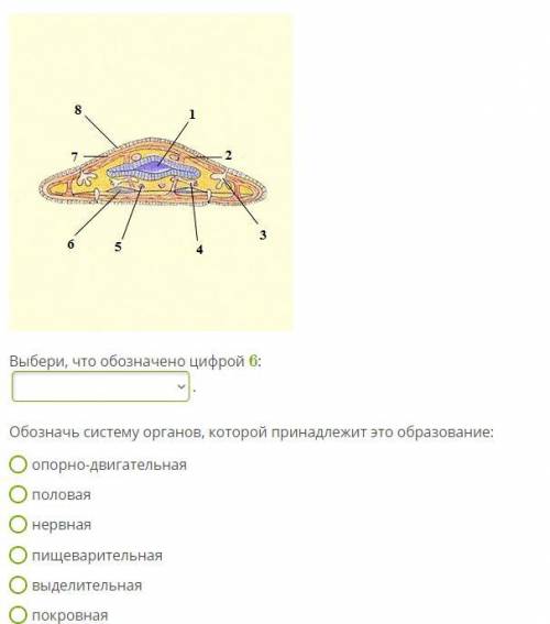 Скриншот ответить на вопрос: Обозначь систему органов, которой принадлежит это образование И Выбери,