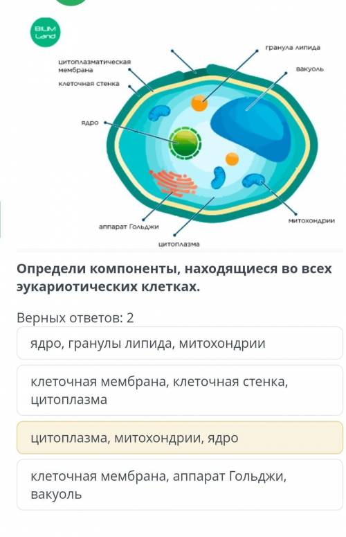 выделенное 100%правильно второй ответ ​