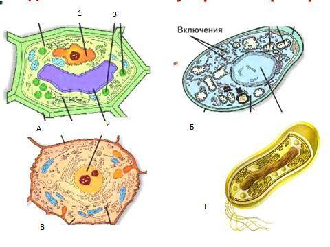 А. На рисунке клетки бактерий, грибов растений и животных. Какие клетки принадлежат к эукариотам, ка