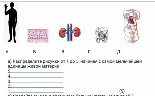 Распределите рисунки от 1 до 5, начиная с самой мельчайшей единицы живой материи