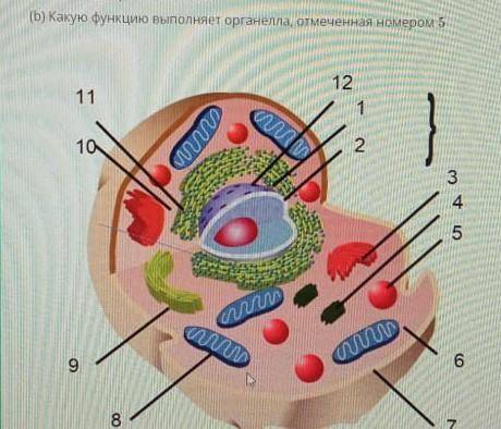 Назовите органеллы 5 и 8 ПОЖАЙЛУСТА ответ На б)? СОЧ​
