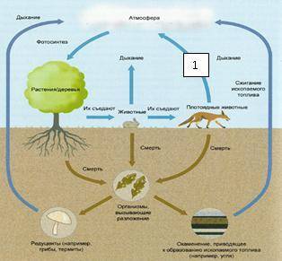 ПАМАГИТИ Рассмотри рисунок, ответь на вопросы: 1)Круговорот какого элемента отражает схема? 2)Какой