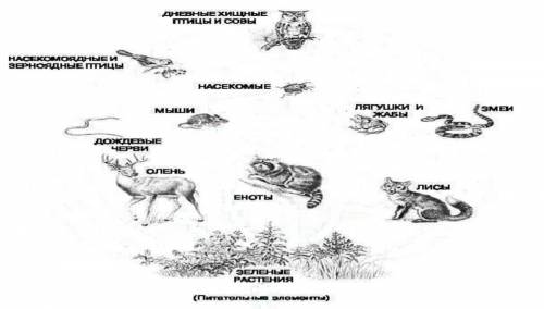 по Биологии. 1) По данному рисунку составьте схему одной пищевой цепи состоящую не менее из трёх зве
