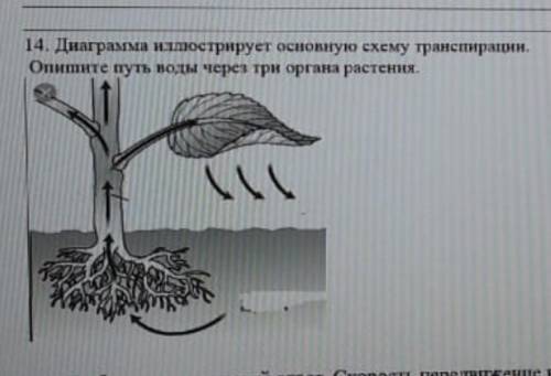 Диаграмма иллюстрирует основную схему транспирацииопишите путь воды через 3 органа растений​