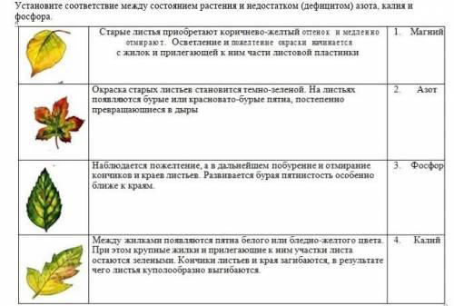 класс биология :Установите соответствие между состоянием растения и недостатком (дефицитом) азота, к