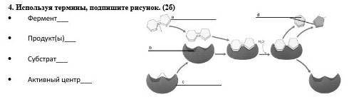 . Используя термины, подпишите рисунок. (2б) • Фермент___• Продукт(ы)___• Субстрат___• Активный цент