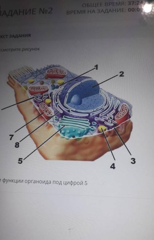 Рассмотри рисунок Запиши функцию органоида под цифрой 5​