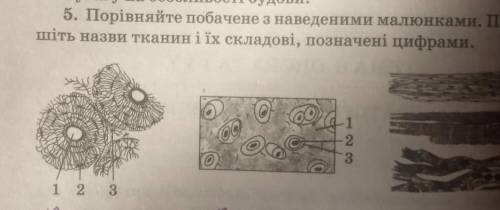 Підпишіть назви тканин і їх складові,позначені цифрами.Будь ласка, ів.​