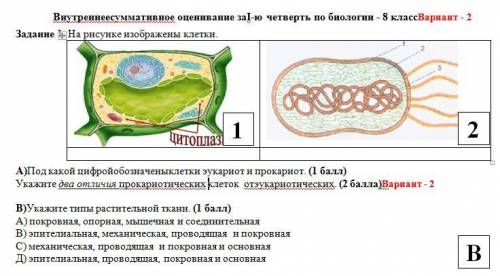 А)Под какой цифройобозначеныклетки эукариот и прокариот. ( ) Укажите два отличия прокариотических кл