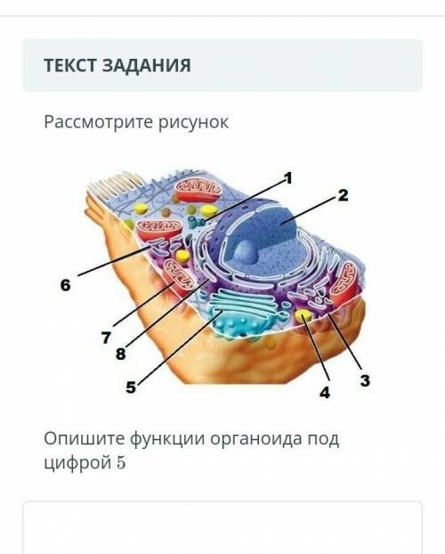 опишите функции органоида под цифрой 52. что за органоиды или еще что то стоит под цифрами. расскажи