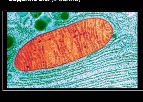 На рисунке микрофотография части животной клетки. А) Назовите органоид.В) Опишите его функции в клет