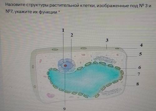 Назовите структуры растительной клетки, изображенные под № 3 иN7, укажите их функции​