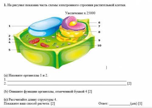 . На рисунке показана часть схемы электронного строения растительной клетки. Увеличение х 25000 (а)