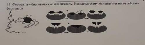 Ферменты–биологические катализаторы. Используя схему, опишите механизм действия ферментов. ответьте
