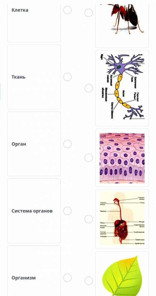 Установите соответствие между рисунками понятие данными ниже клетка ткань орган система органов орга