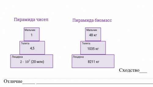 Сравните пирамиды чисел и биомассы и укажите одно сходство и одно отличие​