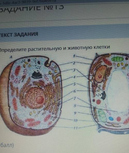 Определите растительную и животную клеткибиология соч( ) ​