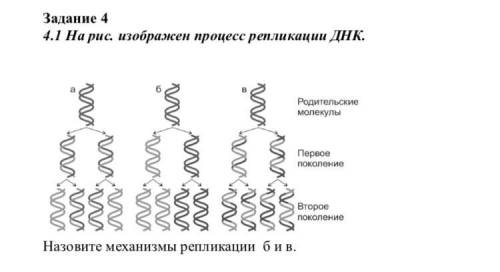 Биология. Назовите механизмы репликации