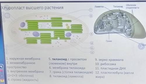 В соответствии с указанными цифрами запишите названия компонентов органоида. ​