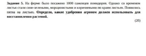 На ферме было посажено 100 саженцев помидоров.Однако со временем листья стали сине-зелеными,морщинис