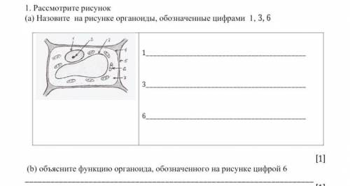 Рассмотрите рисунок (а) Назовите на рисунке органоиды, обозначенные цифрами 1,3,6(б)объясните функци