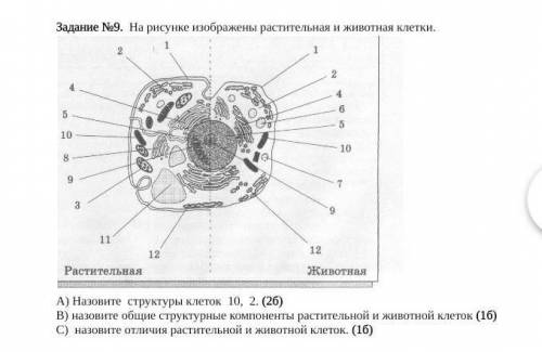 На рисунке изображены растительная и животная клетки Назовите структуру клеток 10,2 Назовите общие с