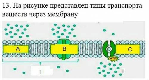 Укажите вид транспорта обозначенный буквой В [1] (b) напишите 1 отличие транспорта I и II. ​