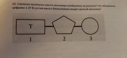 Строение какого мономера изображено на рисунке? Что обозначено цифрами 1-3? В состав какого биополим