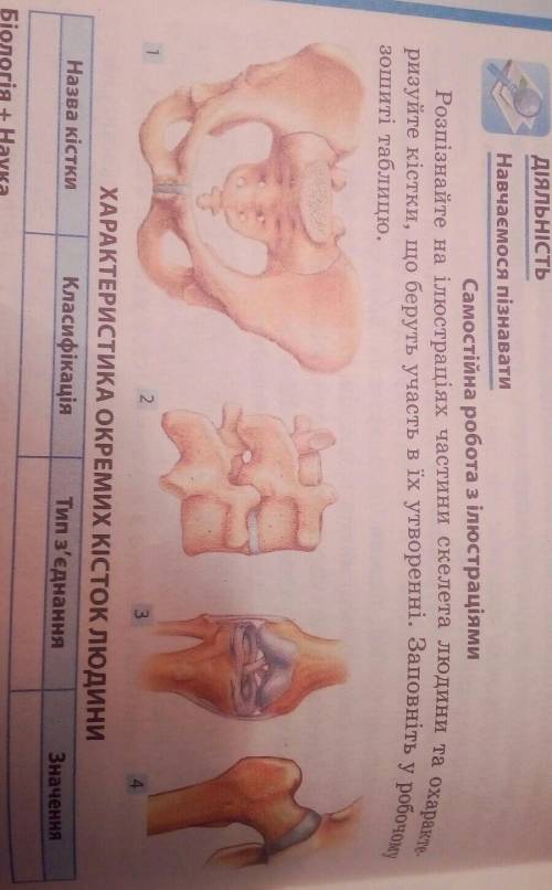 Розпізнайте на ілюстраціях частини скелета людини та охаракте ризуйте кістки, що беруть участь в їх