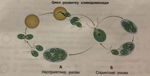 Познач рисунок (А чи Б), на якому зображено нестатеве розмноження * а на якому - статеве. Обґрунтуй