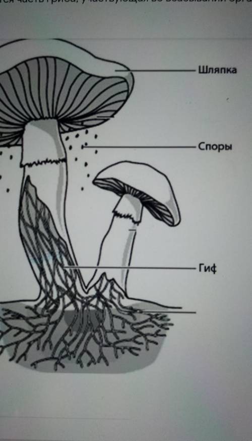 Как называется часть гриба, участвующая во всасывании органическихвеществ? *​