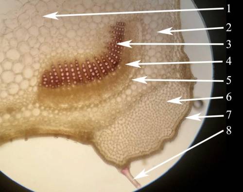 Какие ткани отмечены на срезе. соотнесите а)эндодерма б)ксилема в)флоэма г)аэренхима д)трихом е)прот