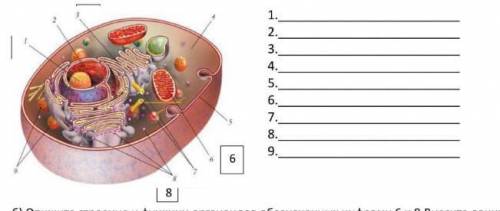 Строение животной клетки.Подпешите органойды клетки​