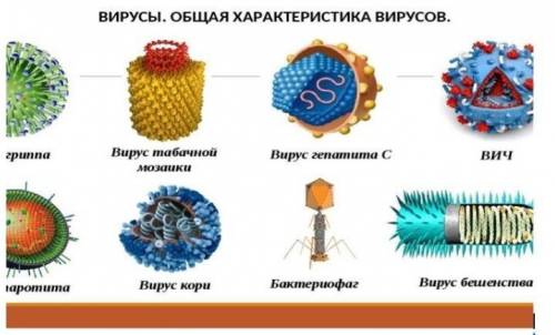 :Дайте характеристику этим организмам ( не менее 3х признаков)​