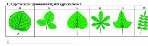 Составьте дихотомический ключ, глядя на изображение. ​