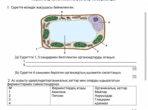 Биология помгите чем сможете